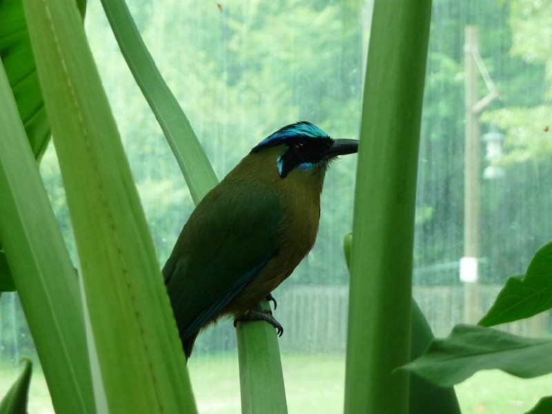 Aviary birds (2).JPG